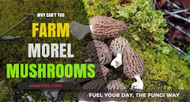 The Elusive Morel: Why Farming These Mushrooms Remains a Mystery
