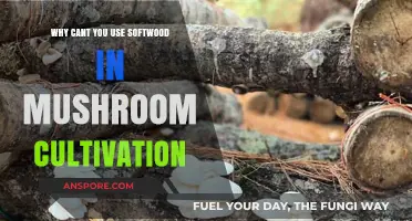 Softwood's Role in Mushroom Cultivation: Understanding the Incompatibility
