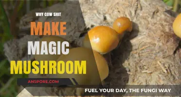 Cow Dung's Role in Cultivating Psychedelic Magic Mushrooms Explained