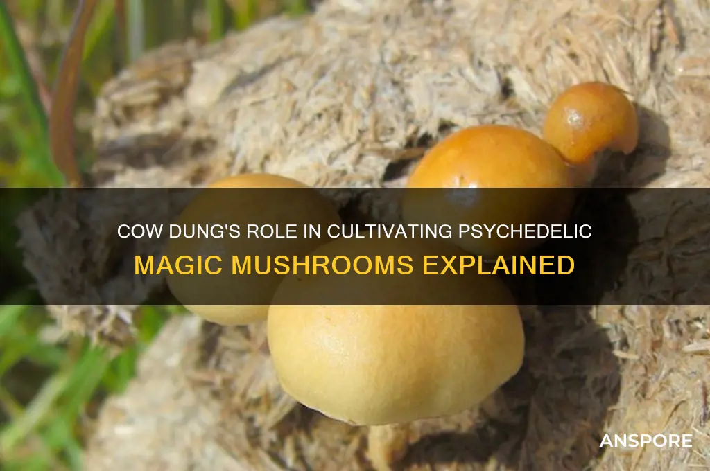 why cow shit make magic mushroom