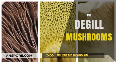 Discover the Benefits of Drying Gill Mushrooms