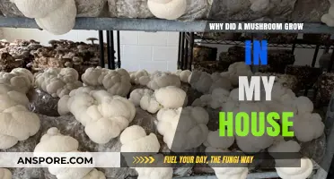Unusual Houseguest: Why a Mushroom Sprouted Indoors and How to Prevent It