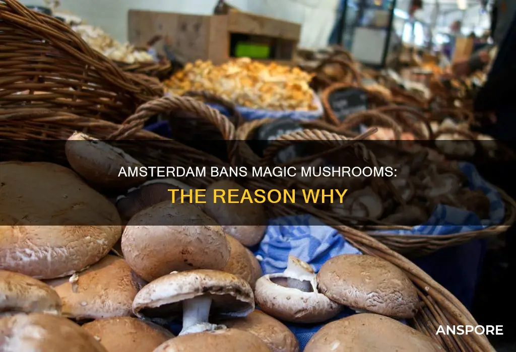 why did amsterdam ban mushrooms