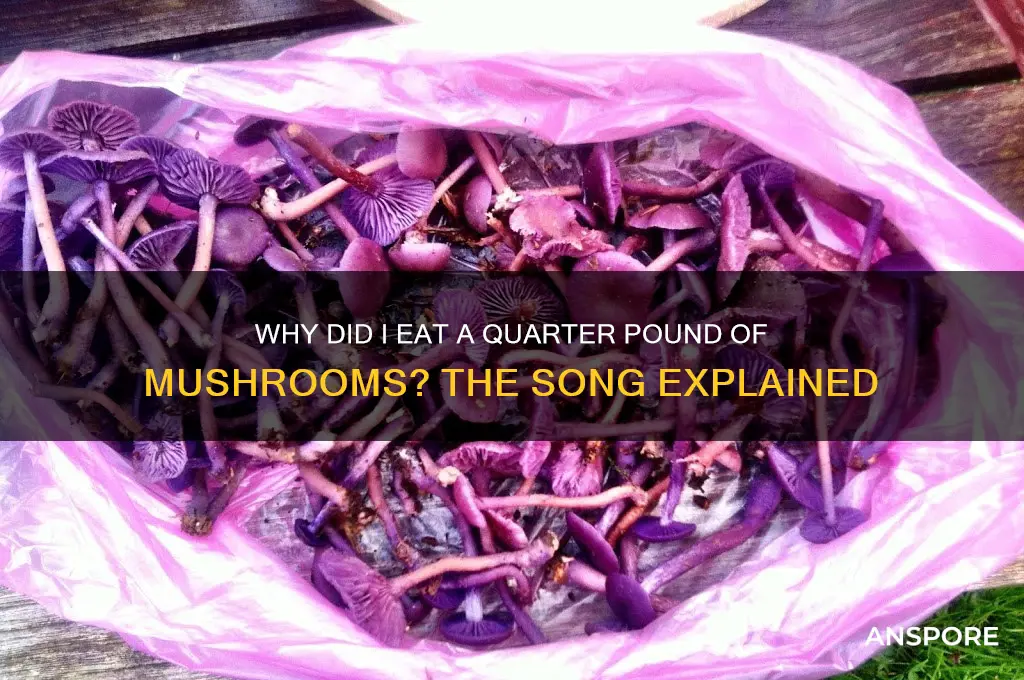 why did i eat this quarter pound of mushrooms song