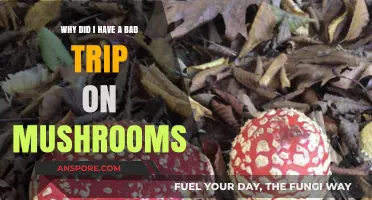 Unraveling the Causes of a Bad Mushroom Trip: Insights and Lessons