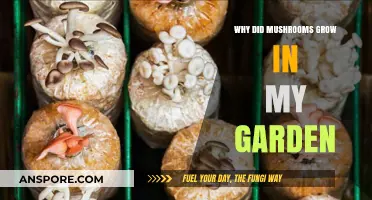 Why Mushrooms Suddenly Appeared in My Garden: Causes and Solutions