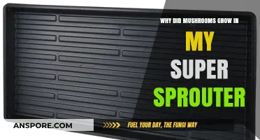 Mushroom Mystery: Why They Sprouted in Your Super Sprouter