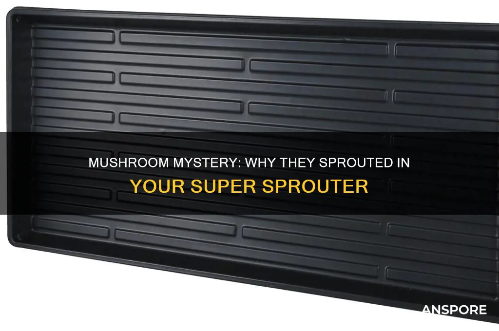 why did mushrooms grow in my super sprouter