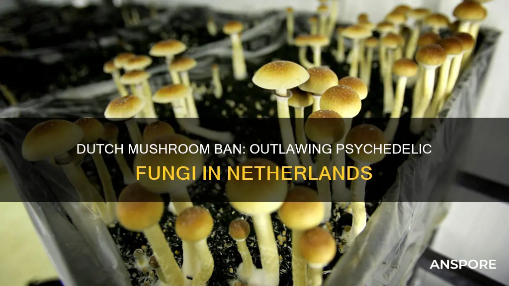 why did netherland outlaw mushrooms