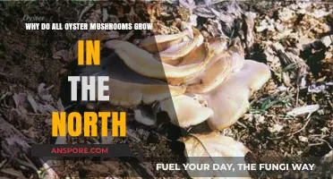 Why Oyster Mushrooms Thrive in Northern Climates: Unveiling the Mystery