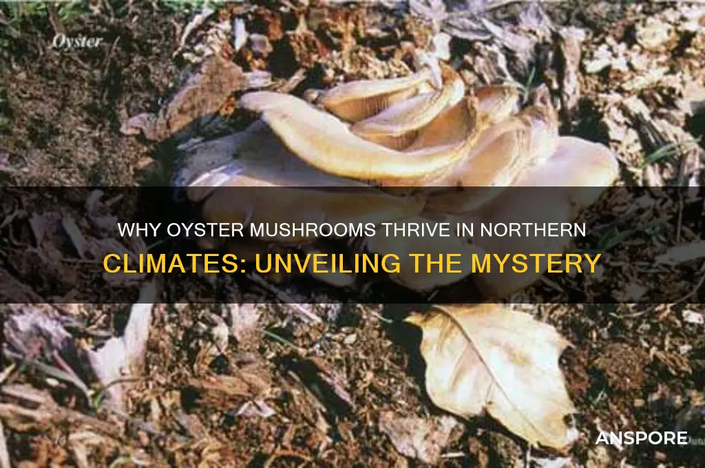 why do all oyster mushrooms grow in the north