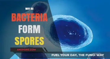 Why Do Bacteria Form Spores: Survival Strategies in Harsh Environments