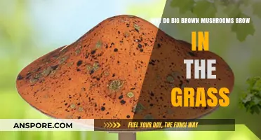 Why Big Brown Mushrooms Thrive in Your Lawn: Explained