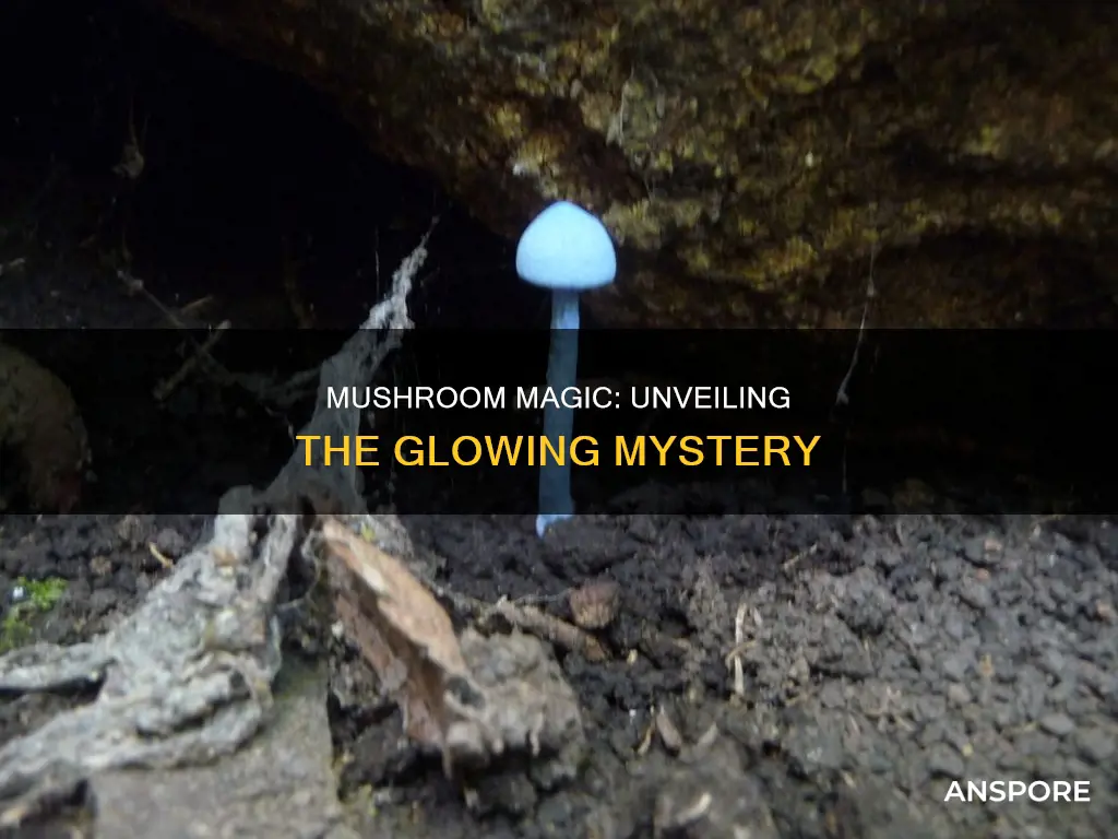 why do bioluminescent mushrooms glow