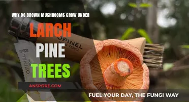 Why Brown Mushrooms Thrive Beneath Larch Pine Trees: Unveiling the Symbiotic Secret