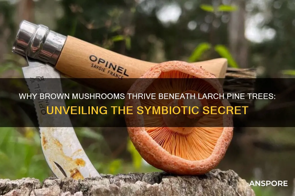 why do brown mushrooms grow under larch pine trees