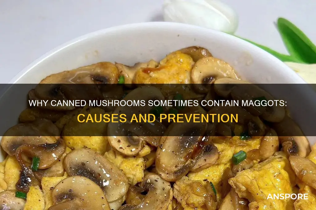 why do canned mushrooms have maggots