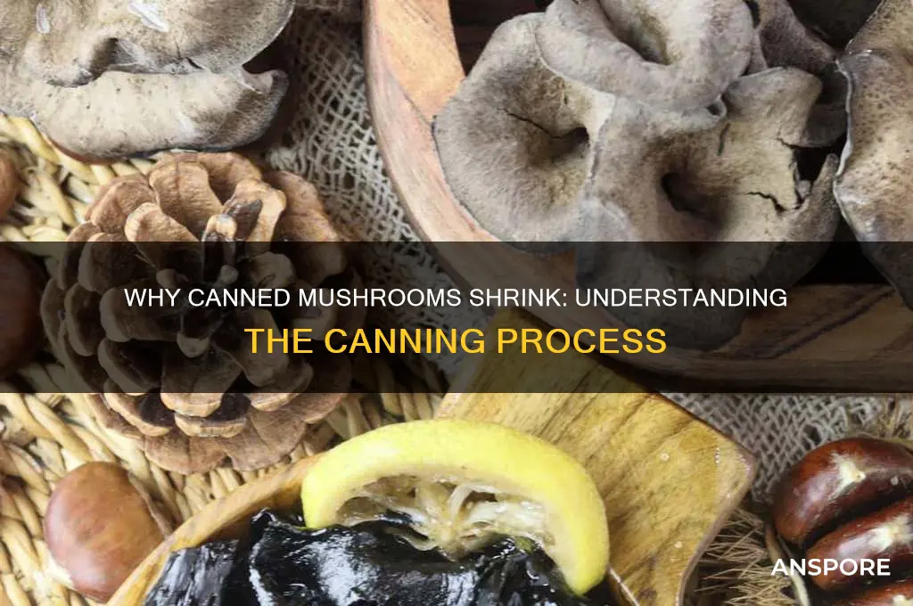 why do canned mushrooms shrink