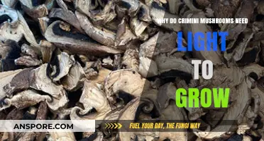Why Crimini Mushrooms Thrive with Light: Unveiling the Growth Secret