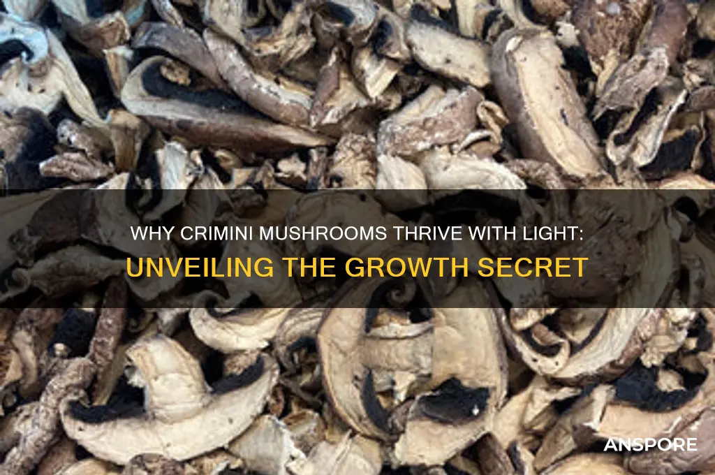 why do crimini mushrooms need light to grow