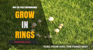 Mysterious Circles: Unveiling the Science Behind Fairy Ring Mushrooms
