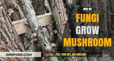 Why Fungi Grow Mushrooms: Unveiling Nature's Hidden Fruiting Strategy