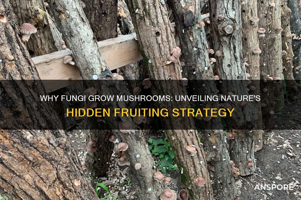 why do fungi grow mushrooms