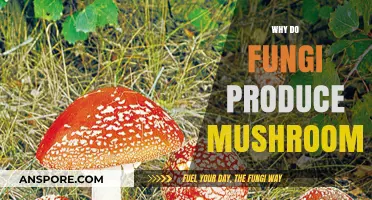 Fungi's Superpower: The Magic of Mushroom Production