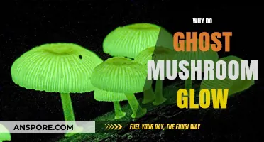 Mysterious Glow of Ghost Mushrooms: Why They Shine