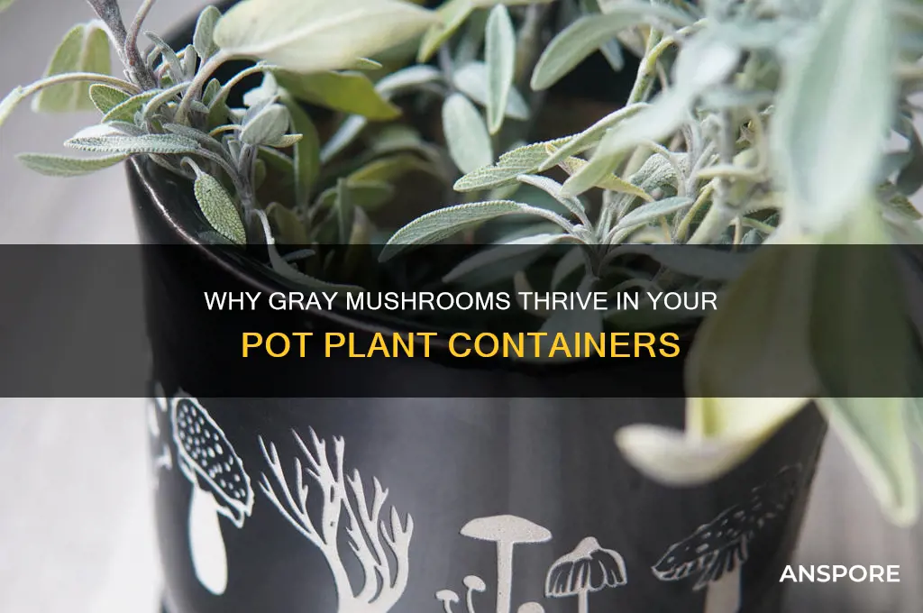 why do gray mushrooms grow inside my pot plants container