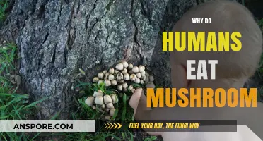 Exploring the Fascinating Reasons Humans Consume Mushrooms as Food