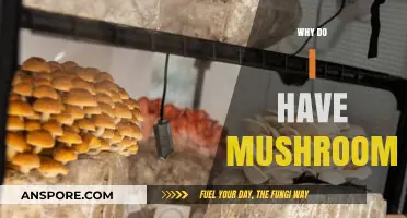 Mushrooms: Unwanted Guests in Your Home and Garden