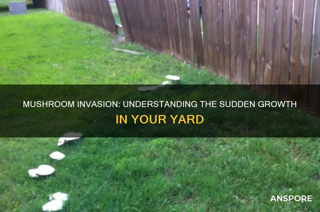 why do i have so many mushrooms in my yard