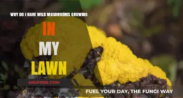 Wild Mushrooms in Your Lawn: Causes and Solutions Explained