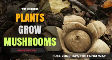 Why Indoor Plants Grow Mushrooms: Causes and Solutions Explained