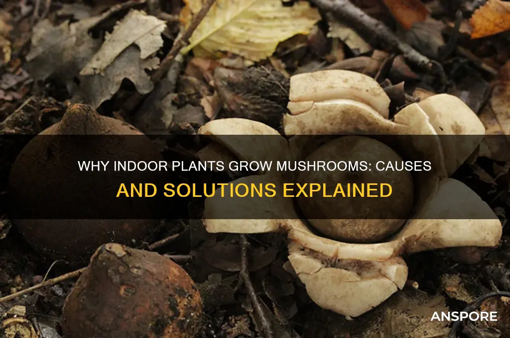 why do indoor plants grow mushrooms