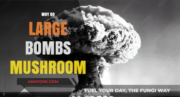 How Mushroom Clouds Form After Large Bomb Explosions