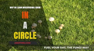 Why Lawn Mushrooms Form Circular Patterns: Unveiling the Fairy Ring Mystery