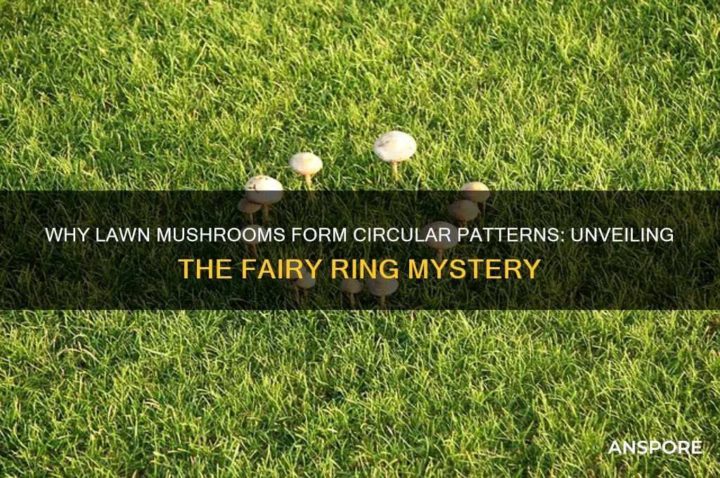 why do lawn mushrooms grow in a circle