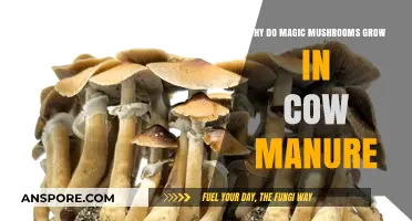 Why Magic Mushrooms Thrive in Cow Manure: Unveiling the Mystery