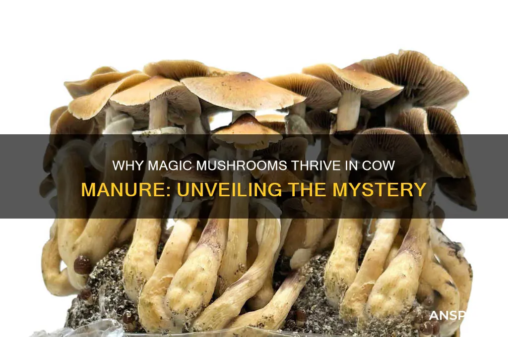 why do magic mushrooms grow in cow manure