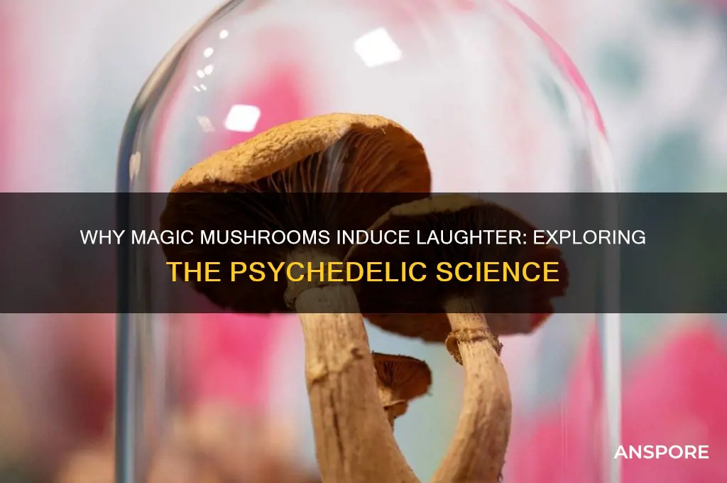 why do magic mushrooms make you laugh
