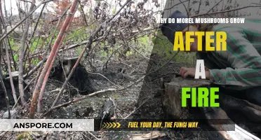 Post-Fire Morel Mushrooms: Unveiling the Science Behind Their Growth