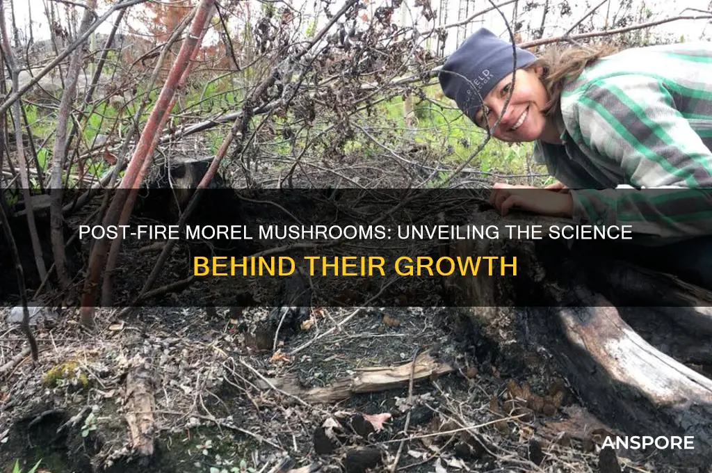 why do morel mushrooms grow after a fire