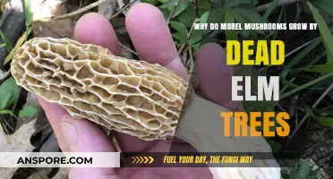 Why Morel Mushrooms Thrive Near Dead Elm Trees: Unveiling the Mystery