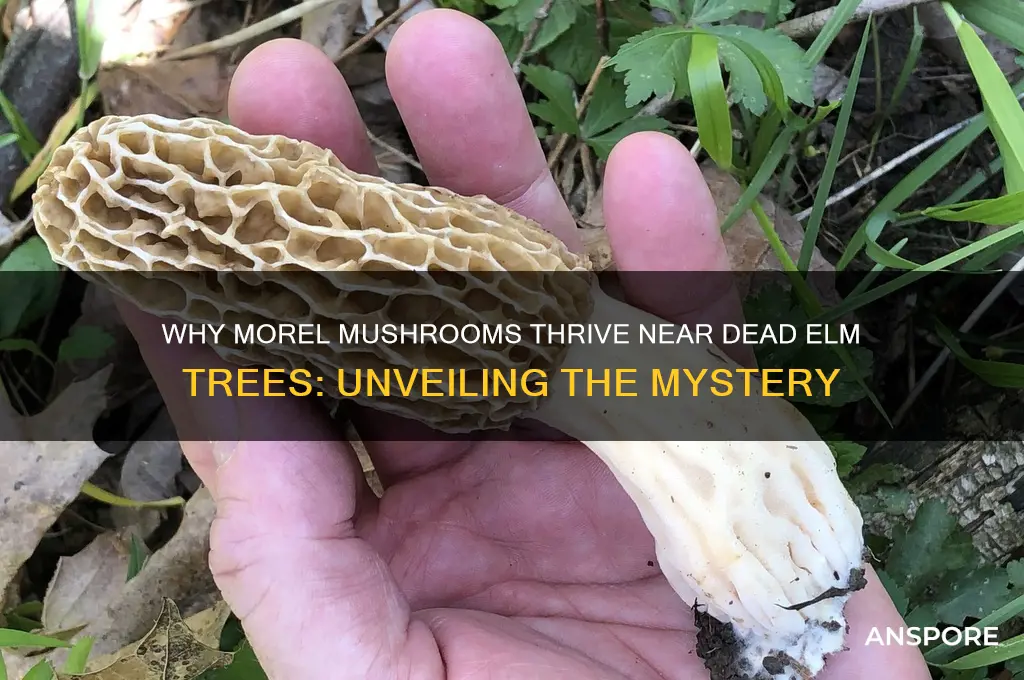 why do morel mushrooms grow by dead elm trees
