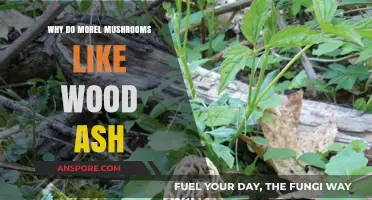 Why Morel Mushrooms Thrive in Wood Ash: Unlocking Their Secret Habitat