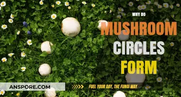 Mushroom Circles: Nature's Intricate Patterns Explained