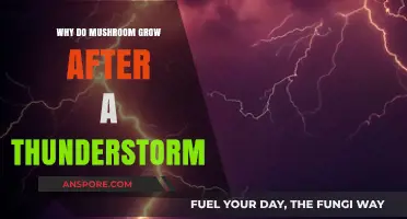 Thunderstorm's Secret: Unveiling Why Mushrooms Thrive After the Storm