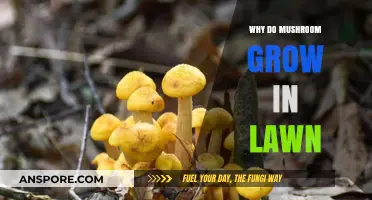 Why Mushrooms Pop Up in Your Lawn: Causes and Solutions